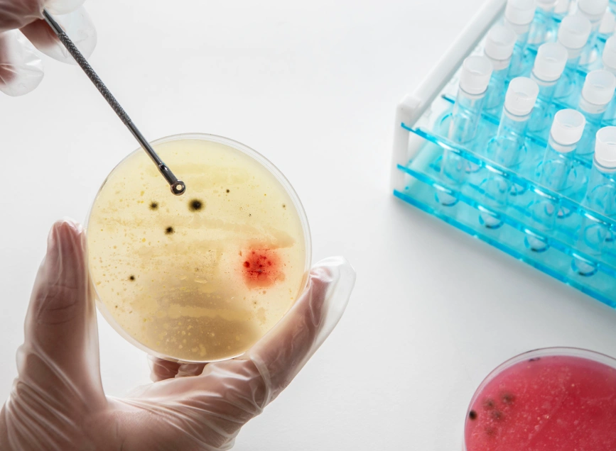 donor eggs vs own eggs